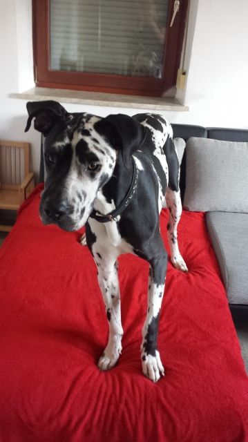 Bitte rettet mich vor dem Tierheim - Hunde - Baar (Schwaben)