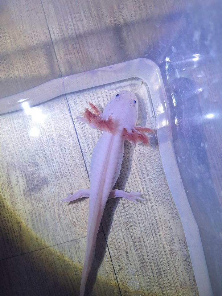 Axolotl Nachzucht - Amphibien - Biederitz