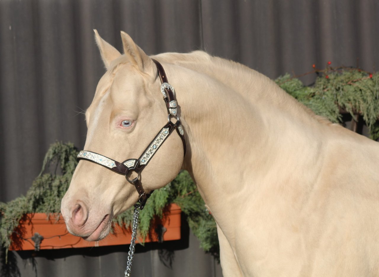 AQHA Cremello Deckhengst - Pferde - Pöttsching