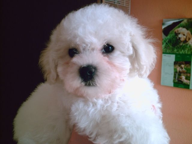 Bichon Frise  - Hunde - Chemnitz
