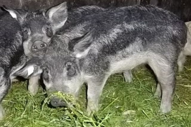 Wollschweineber,4 Monate,schwalbenbauch - Nutztiere - Nossen