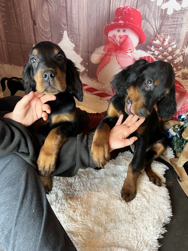 Wunderschöne Gordon Setter Welpen - Hunde - Penig