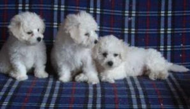 The Charming Bolonka Franzuska: Your Perfect Companion 5 Bolonka Franzuska Personality