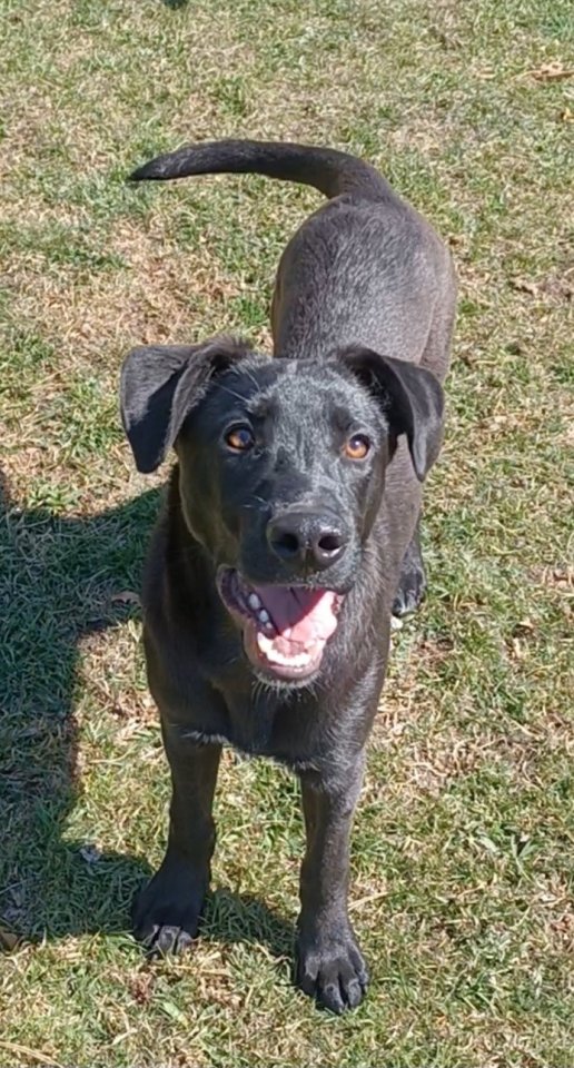 Aron, a.d.Tierschutz, sucht Happy-Home - Hunde - Boxberg