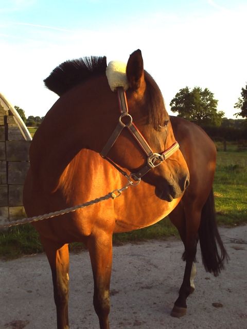 Biete Reitbeteiligung - Reitbeteiligung - Tornesch
