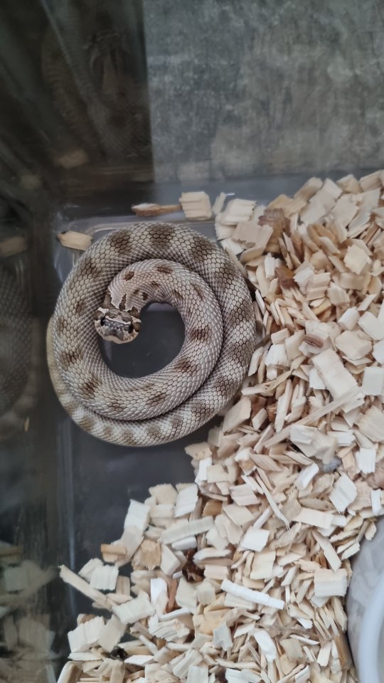 Hakennasennatter bestandsauflösung - Reptilien - Bochum