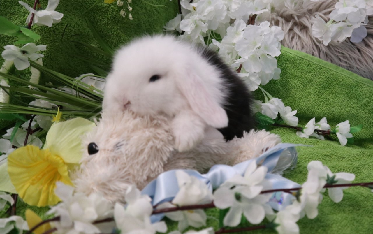 Zwergkaninchen, Peking-Teddywidder super süß und handzahm - Nagetiere - Büren