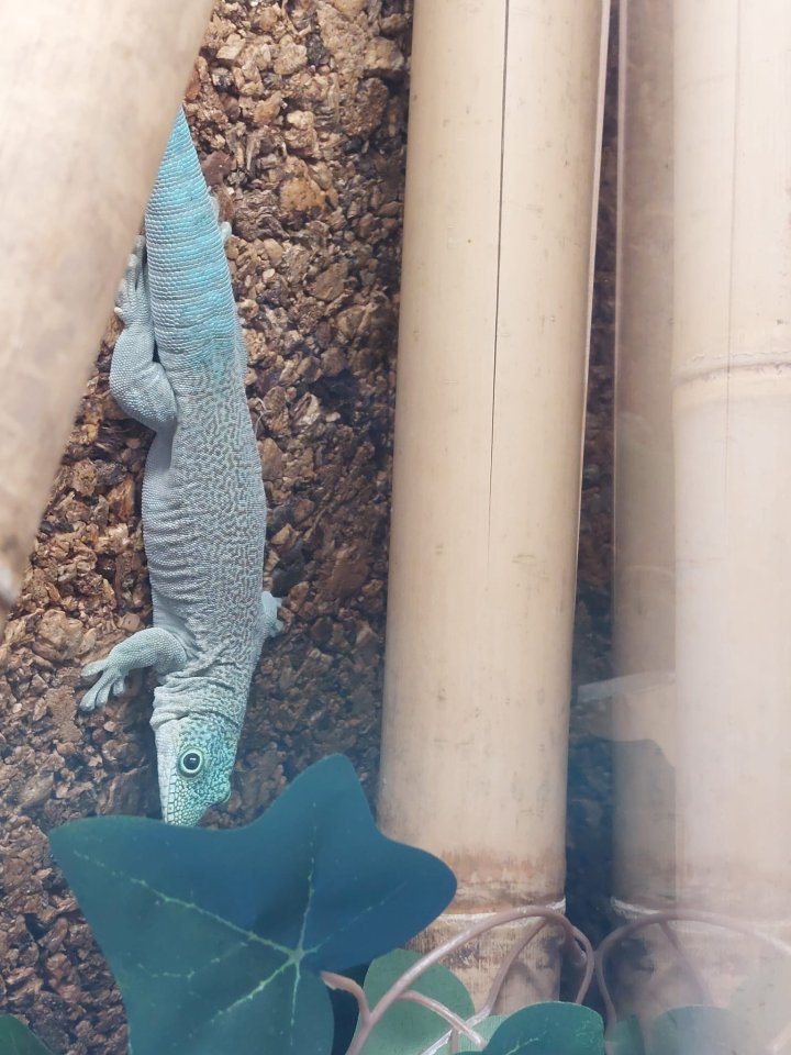 Madagaskar Taggeckos ink. Terrarium - Reptilien - Mittelbiberach