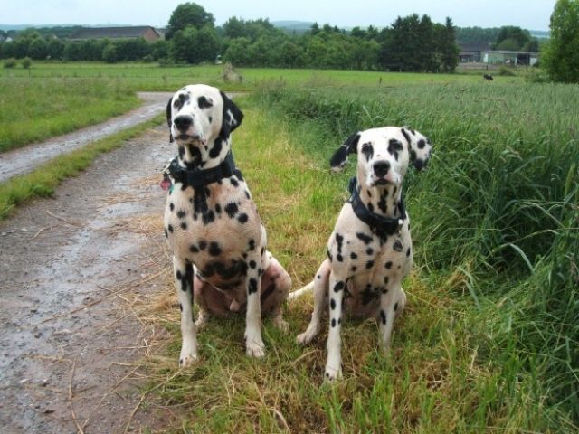 2 Dalmatiner in liebevolle Hände abzugeben - Hunde - Bad Münstereifel