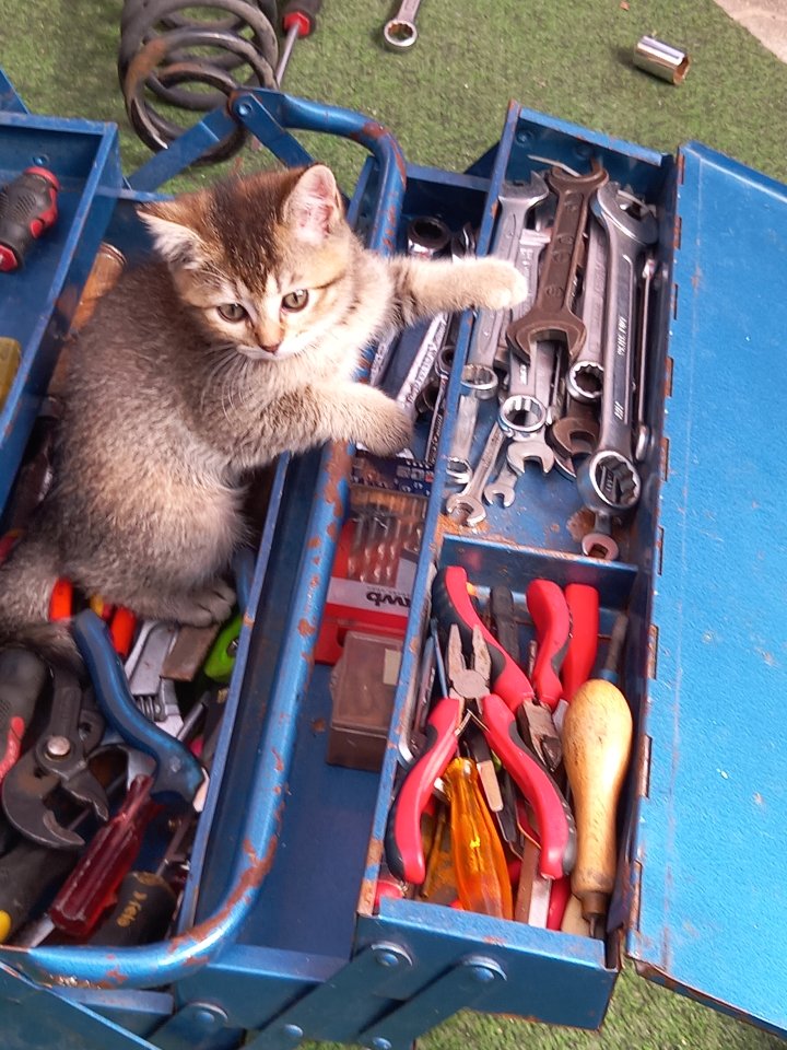 BKH Mix Kitten Babykatzen rot/Glückskatzen/rot-weiß - Katzen - Villingen-Schwenningen