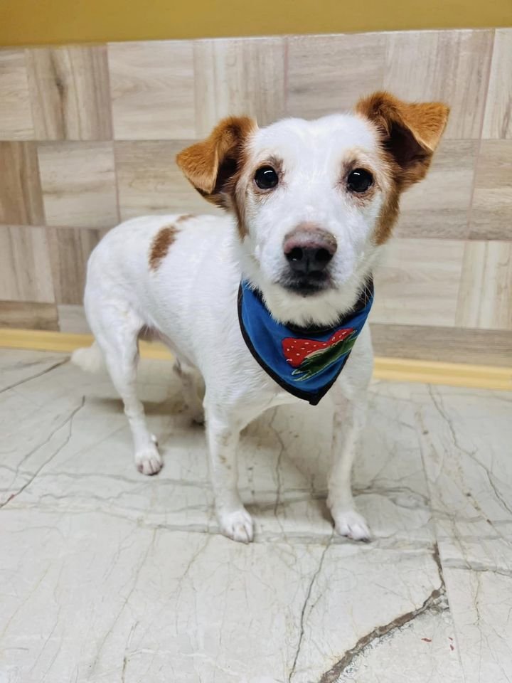 Troy ist lernwillig mit einer großen Persönlichkeit - Hunde - Hünfelden