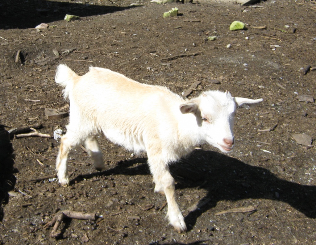 Zwergziege - Nutztiere - Unna