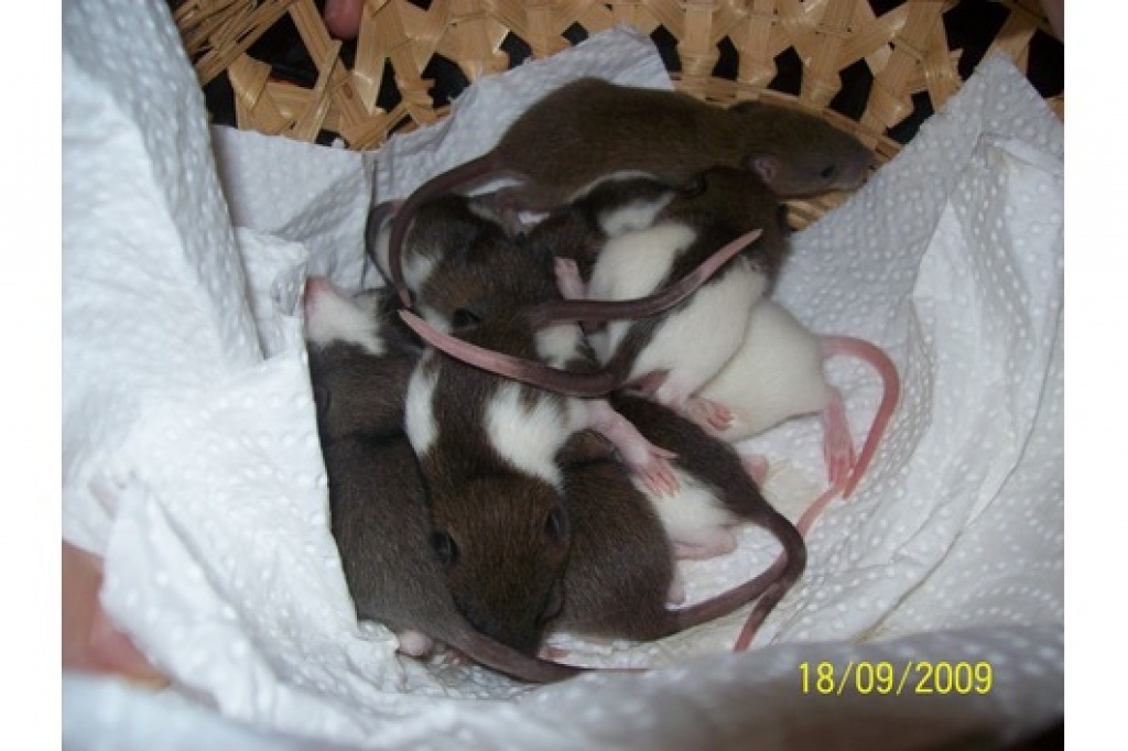 Hübsche, Zahme Ratten in liebevolle Hände abzugeben - Nagetiere - Bremen