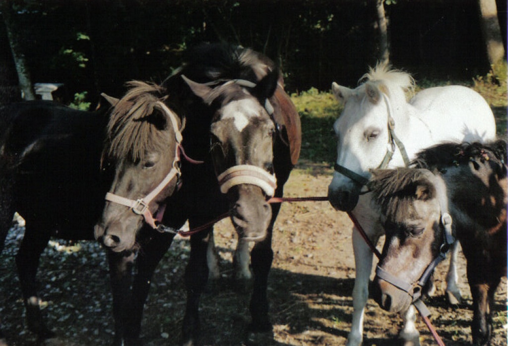 Ponys suchen Reitbeteiligungen!! - Pferde - Haag an der Amper