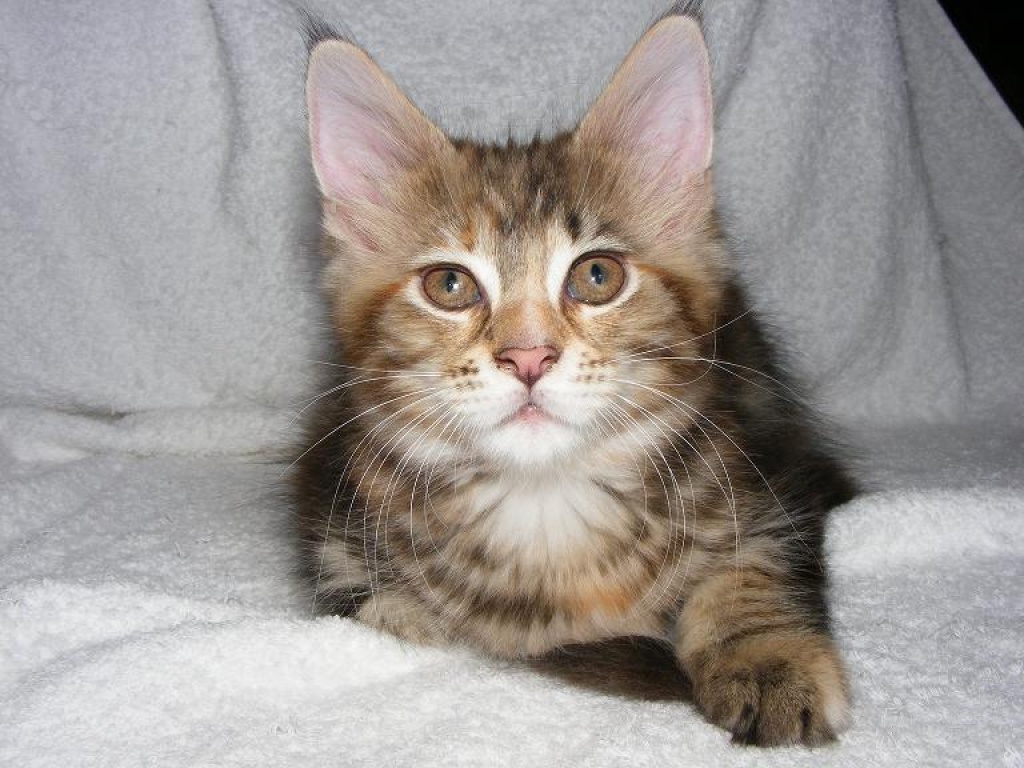 Anhängliches, freches Maine Coon-Mädchen - Katzen - Gelsenkirchen