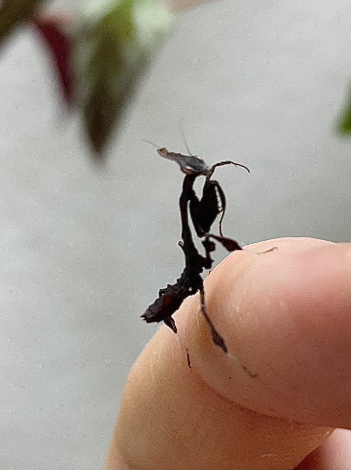 Phyllocrania paradoxa - Insekten - Essen