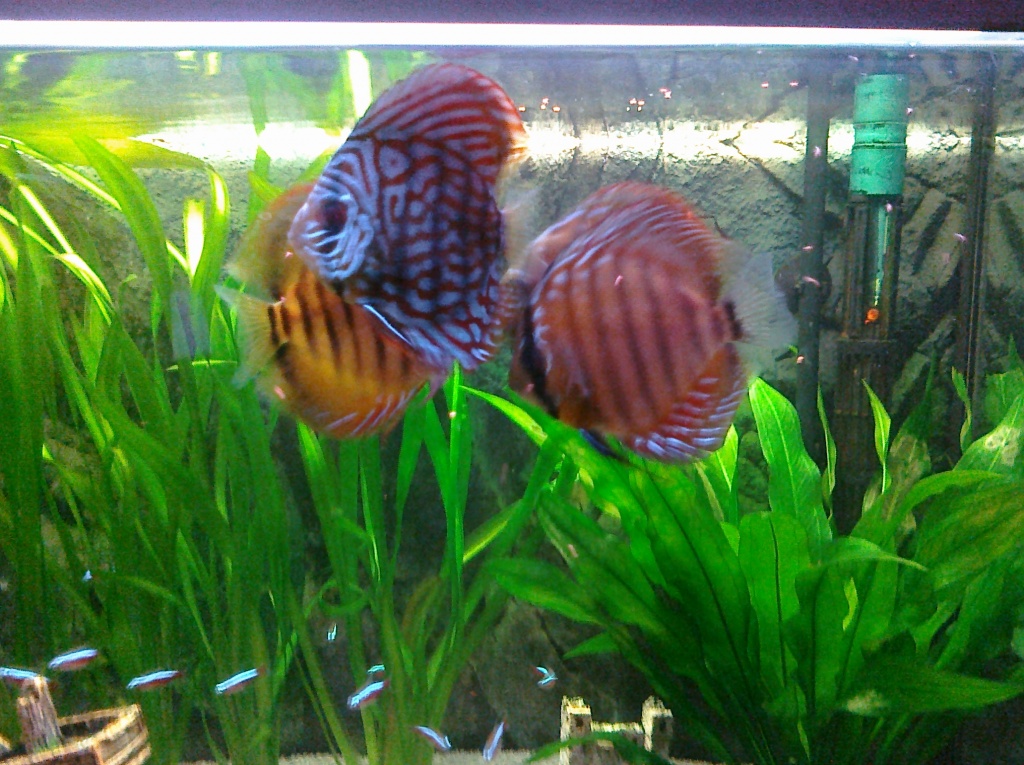 3 Diskuse sorte Alenquer, twei andere - Fische - Taunusstein