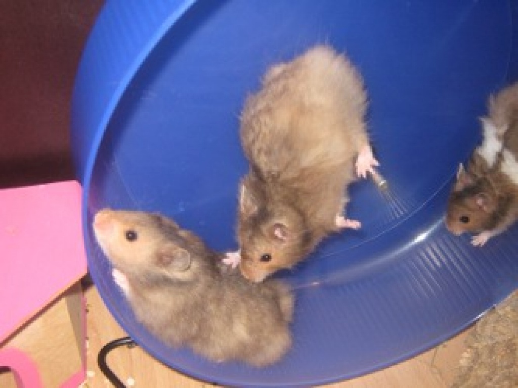 3 Teddyhamster suchen neuen Wirkungskreis - Nagetiere - Hambühren