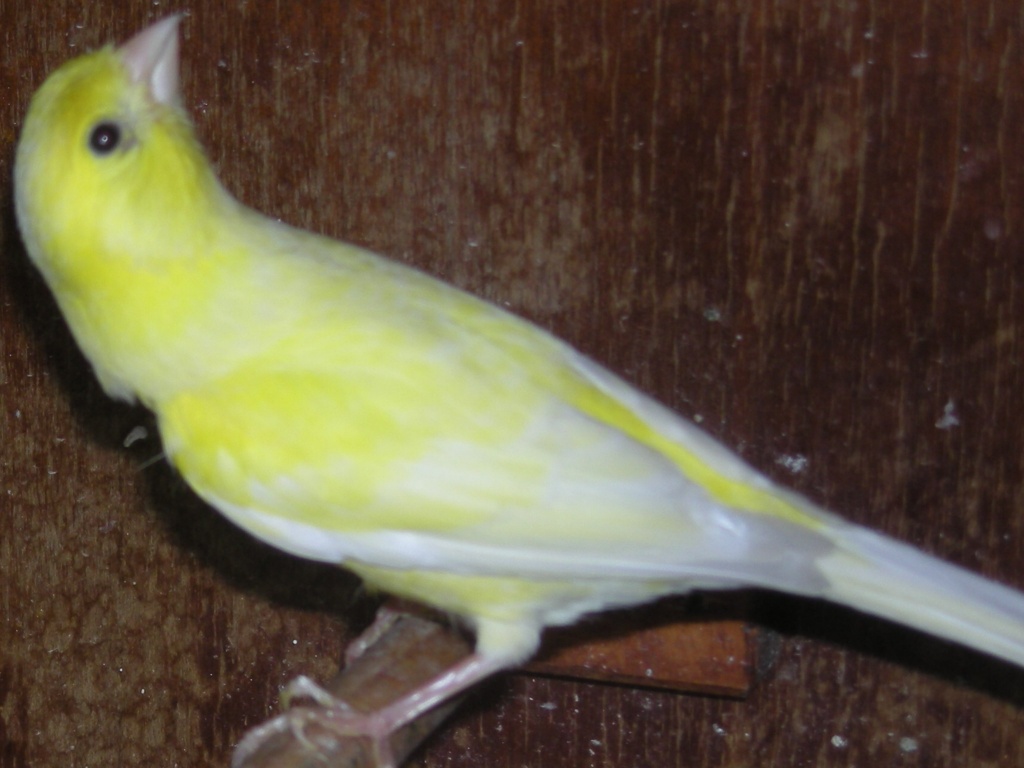 Kanarien / Harzer Roller abzugeben - Voegel - Bad Schwartau