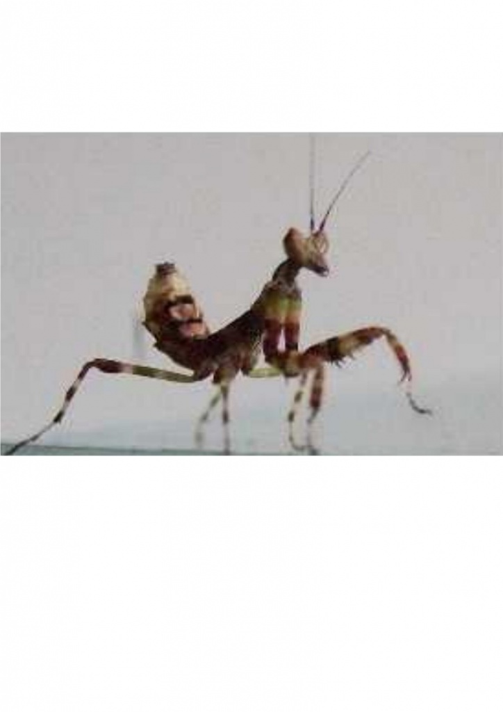 Creobroter pictipennis Blütenmantiden - Insekten - Bornheimer Str. 101