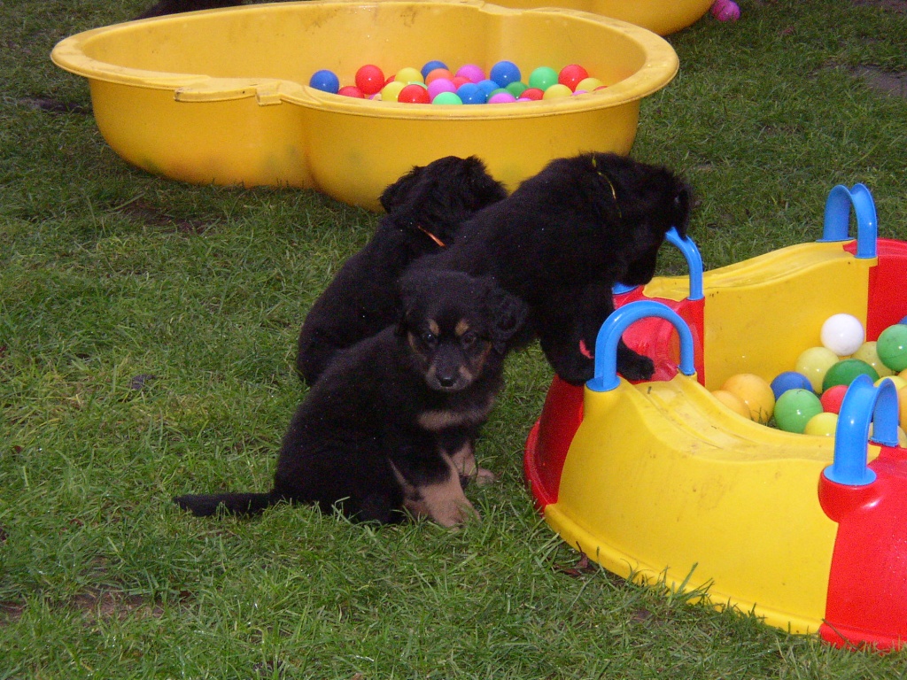 Hovawartwelpen mit VDH/FCI/HZD Papieren - Hunde - Hauteroda