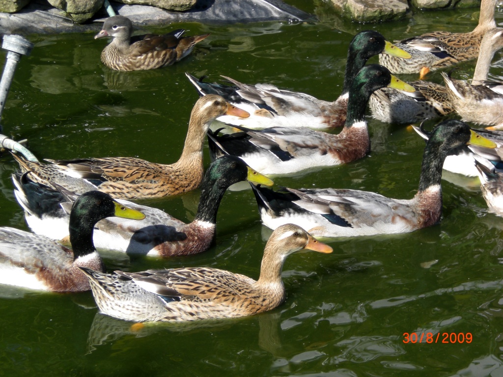 Laufenten forellenfarbig von 09 zuverkaufen - Nutztiere - Oberscheinfeld