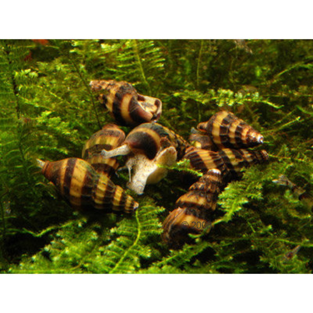 Anentome Helena (Raubturmdeckelschnecke) für 1€ - Fische - Burgheim