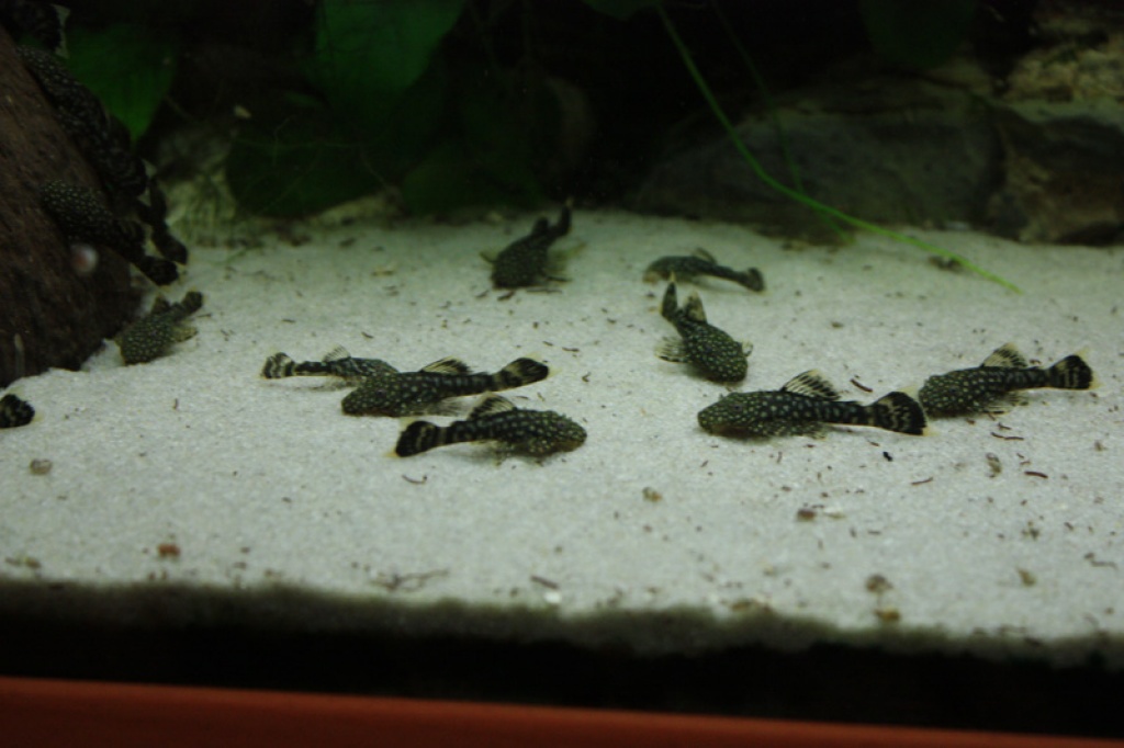 Antennenwelse - Fische - Gladbeck