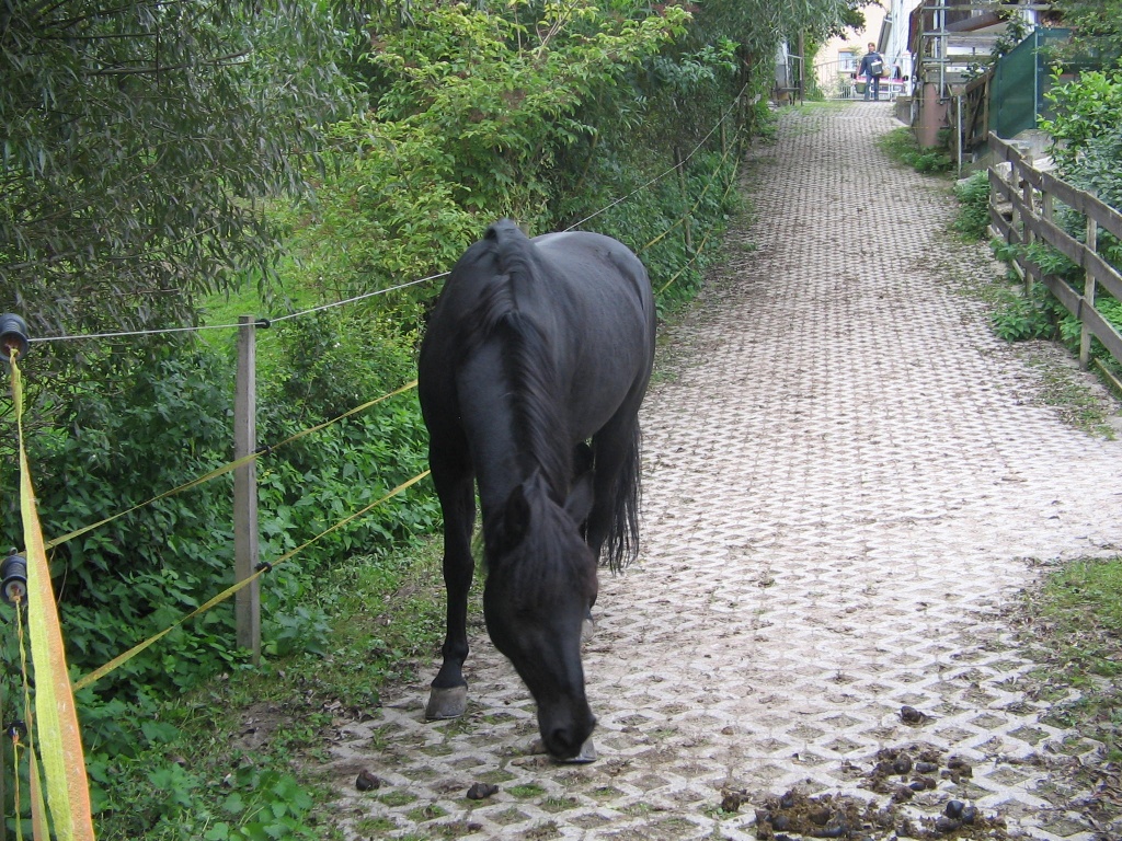 Platz in traumhaften Offenstall frei! - Pferde - Beilstein