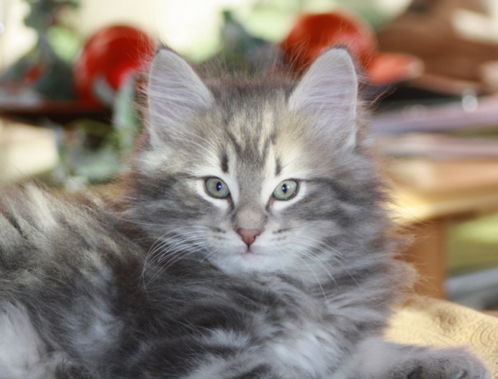 Norwegisches Waldkatzenkitten - Katzen - Wipperfürth