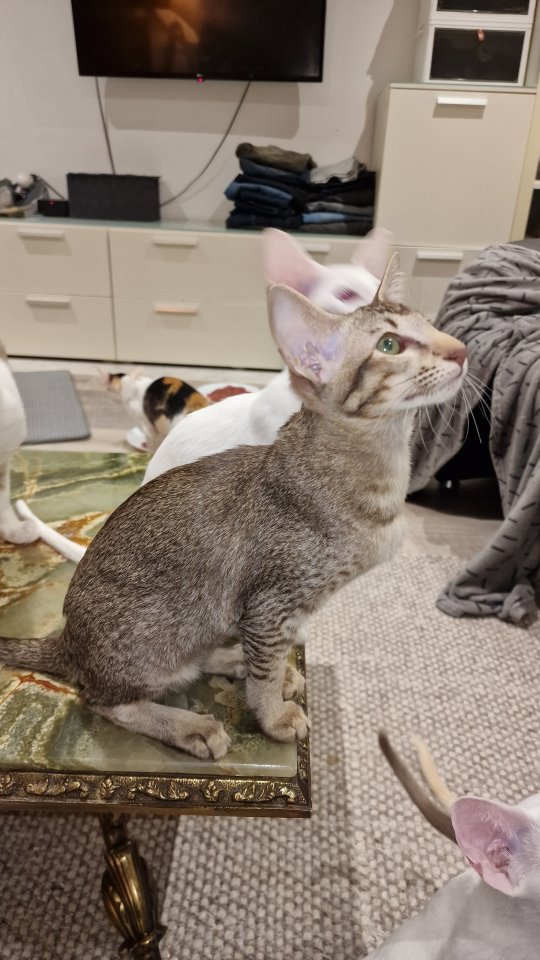 Siamesen und Balinesen - Katzen - Berlin 
