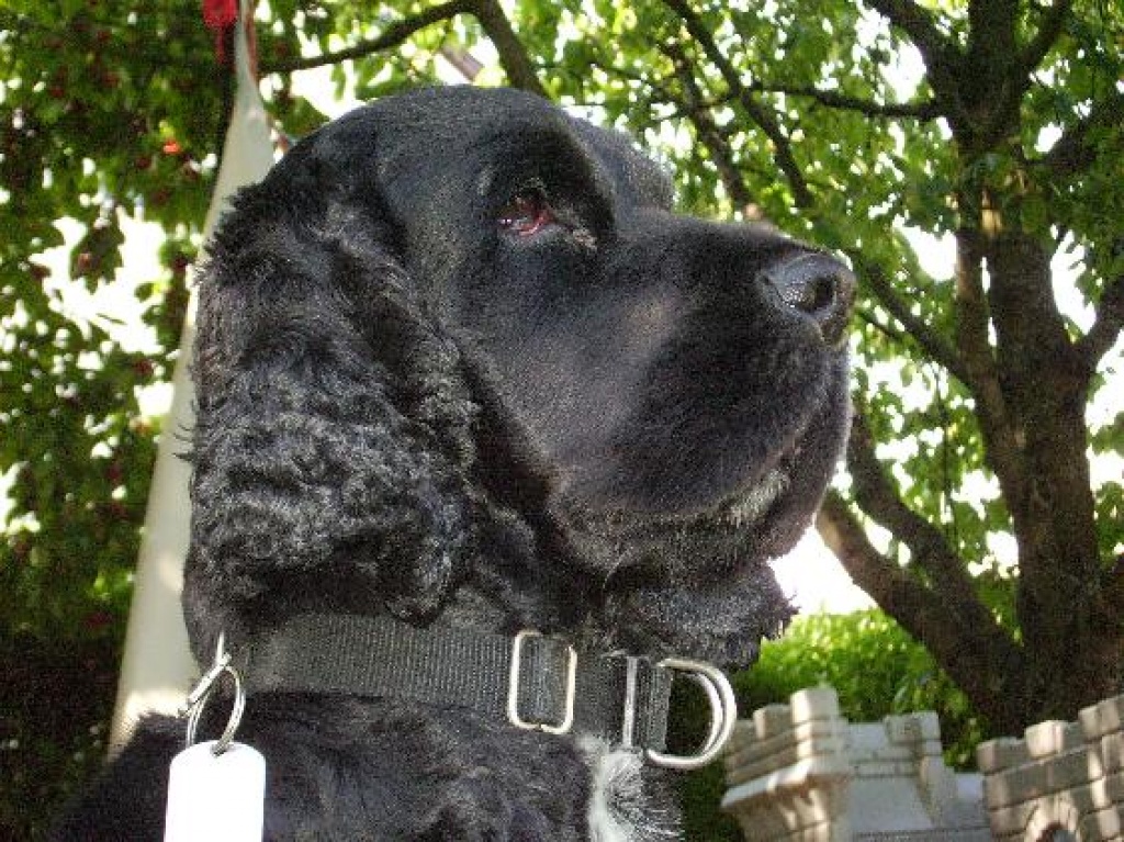 Pablo Macho sucht - Hunde - Thalmassing