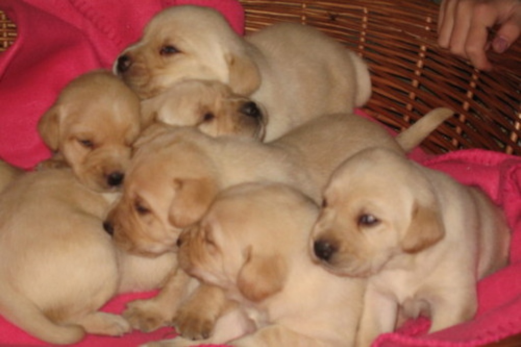 8 Blonde Labrador Welpen - Hunde - Bundesland