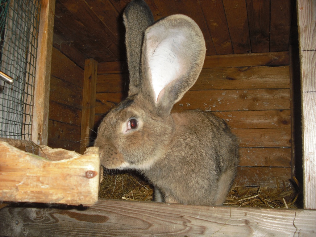 Deutsche Riesen Gelb - Nagetiere - Neumünster