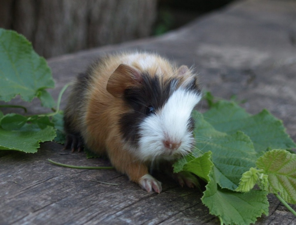 Süße Meerschweinchen aus gepflegter Hobbyzucht abzugeben - Nagetiere - Heusweiler