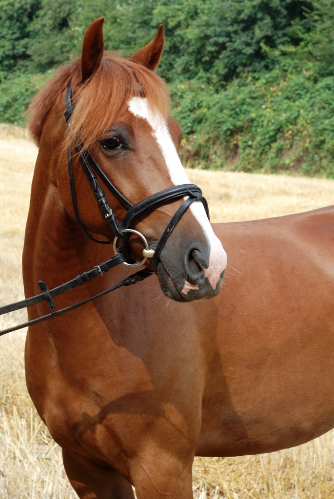 Suche dringend Reitbeteiligung - Pferde - Weitersburg
