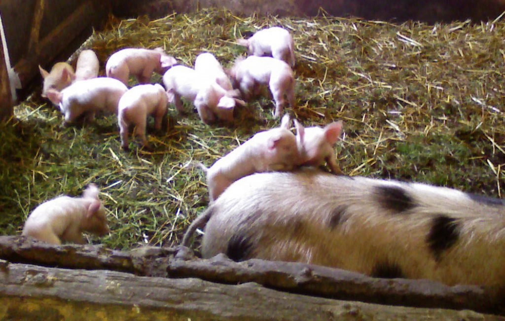Bunte Bentheimer / Deutsches Edelschwein-Ferkel abzugeben - Nutztiere - Wischhafen