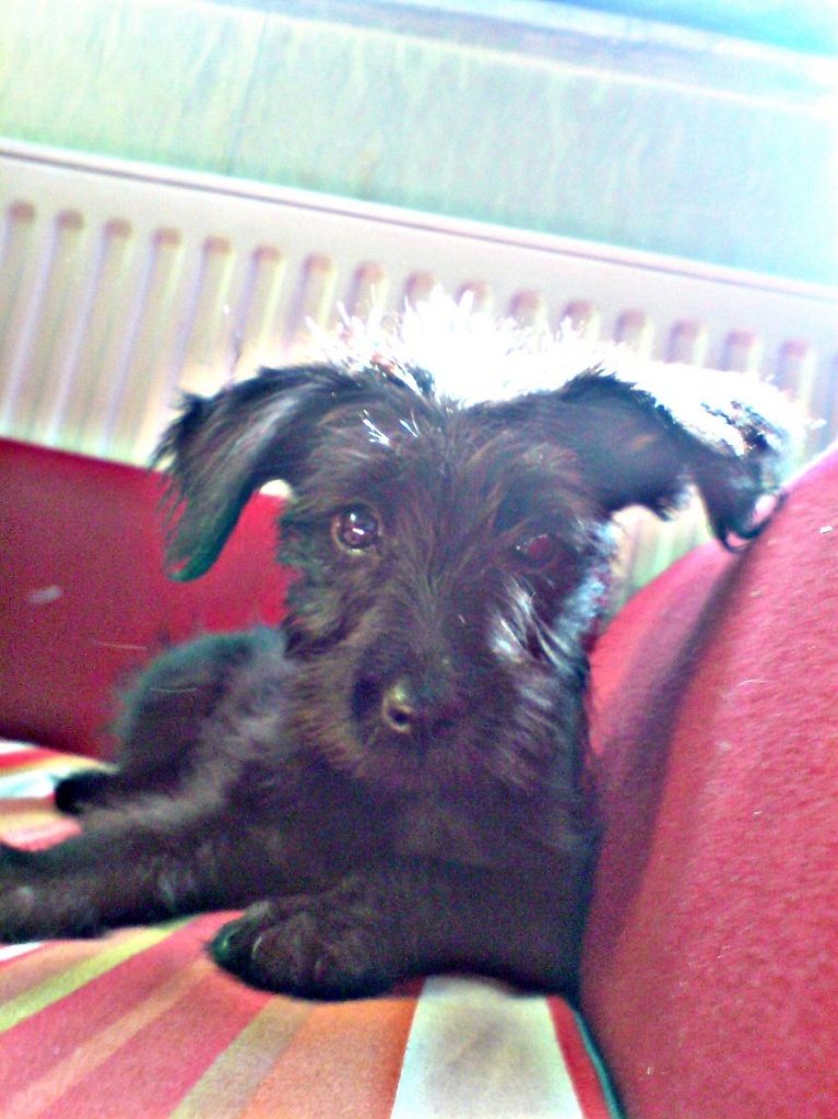 Zwergschnauzerwelpe 2 Monate alt - Hunde - Neckarsulm