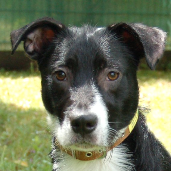RÜBE - männlich 8 Monate 52 cm 16 kg Mix Nicht kastriert - Hunde - Lauf an der Pegnitz
