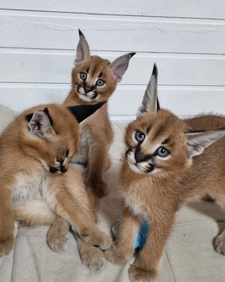 Serval-, Savannah- und Karakalkätzchen - Katzen - wien