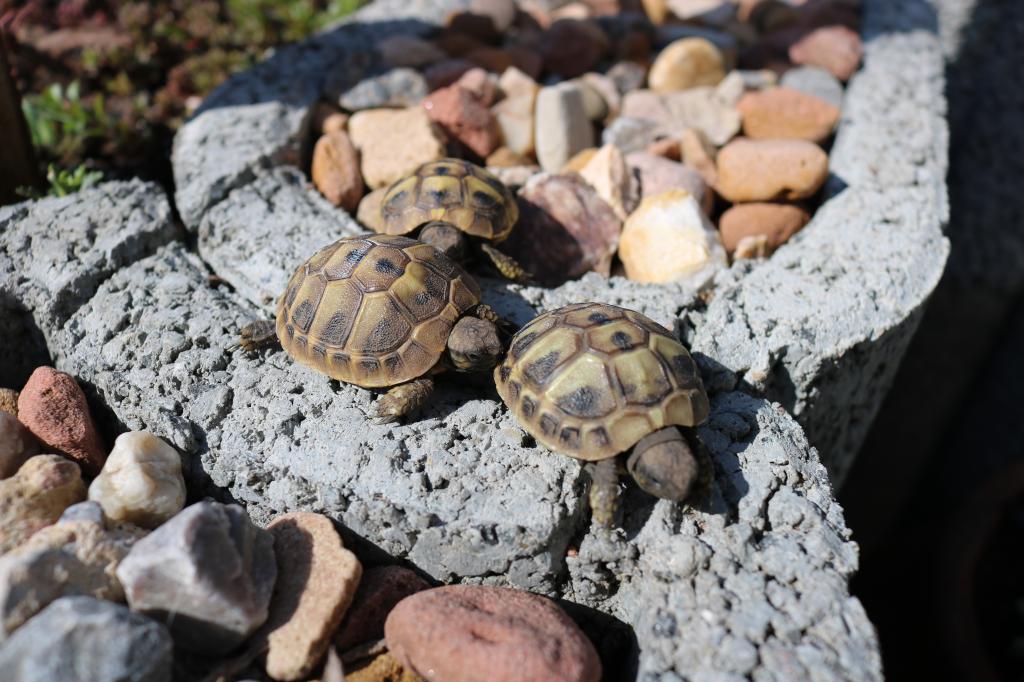 Junge Griechische Landschildkröten THB NZ 2021 - Reptilien - Lützelbach