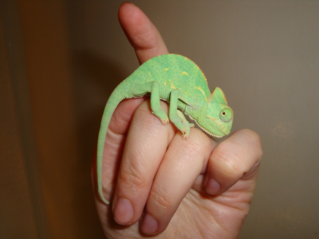 Jemenchamäleon Nachzucht Dez. 2021 - Reptilien - Leipzig