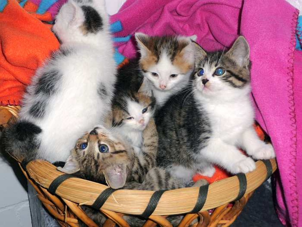 Liebe Katzenkinder suchen..... - Katzen - Oberhausen