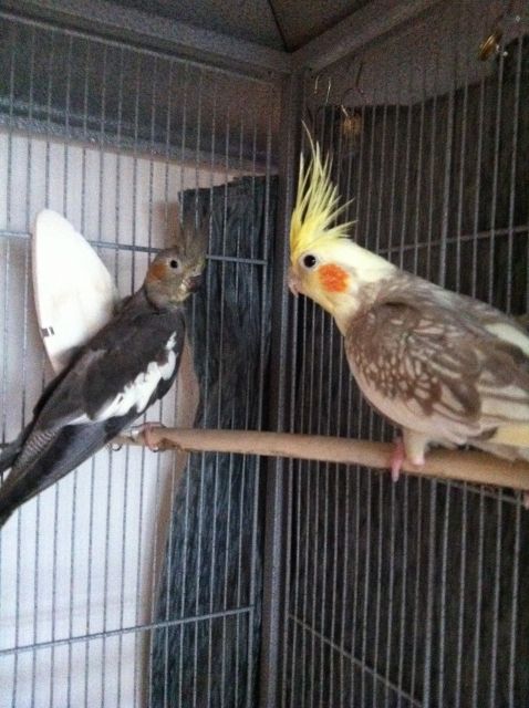 Nyphensittich Pärchen - Haustiere - Neufahrn bei Freising