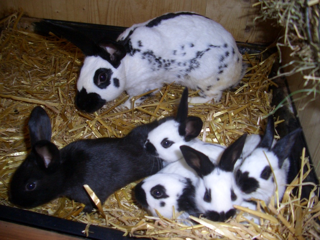 Englische-Schecken - Nagetiere - Steinhausen