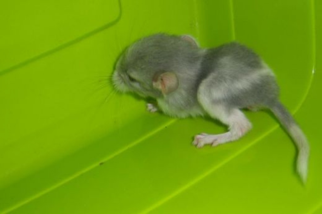 Chinchillas Abzugeben - Nagetiere - Flensburg