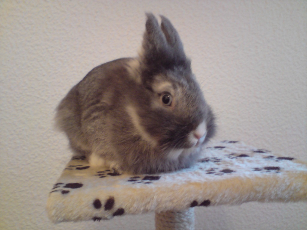Bunny wegen Allergie leider abzugeben - Tierboersen - Berlin