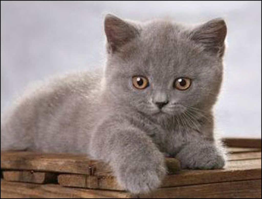 Suche Brittisch Kurzhaar Kätzchen in rot oder blau - Katzen - Quedlinburg