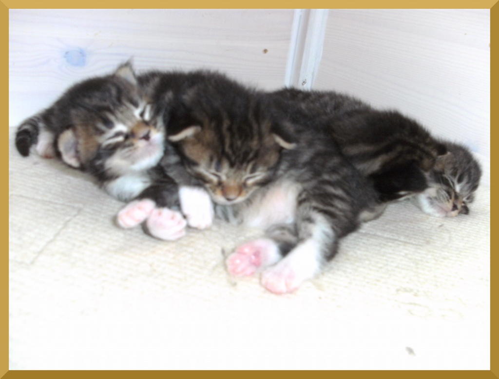 Typvolle Maine Coon Kitten mit Papiere zu verkaufen - Katzen - Niederaichbach