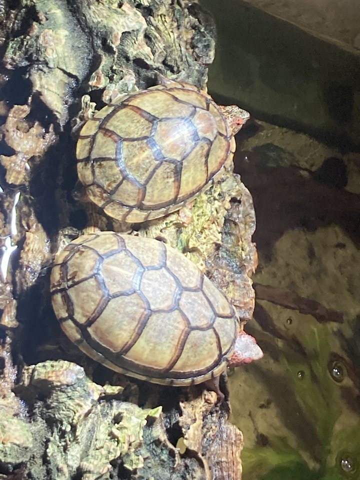 2 Wasserschildkröten abzugeben - Reptilien - Oldenburg